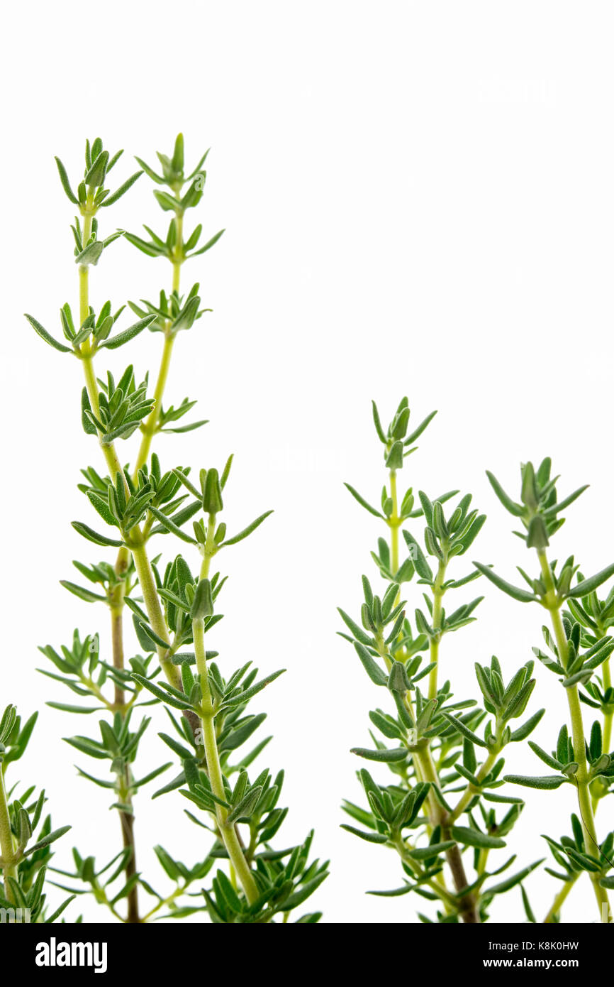 fresh thyme oakley fresh thyme oakley