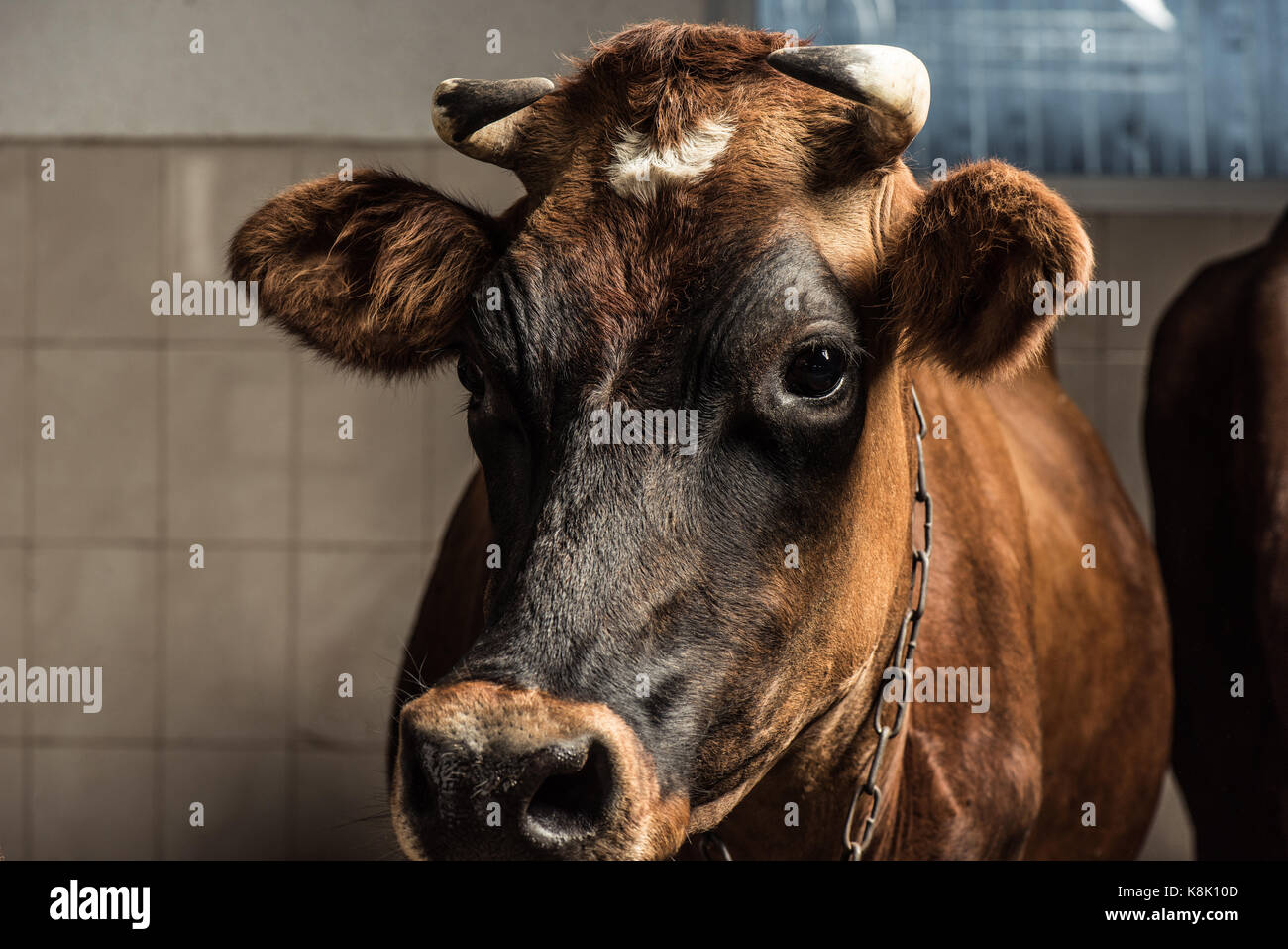close-up view of brown cow standing in stall Stock Photo - Alamy
