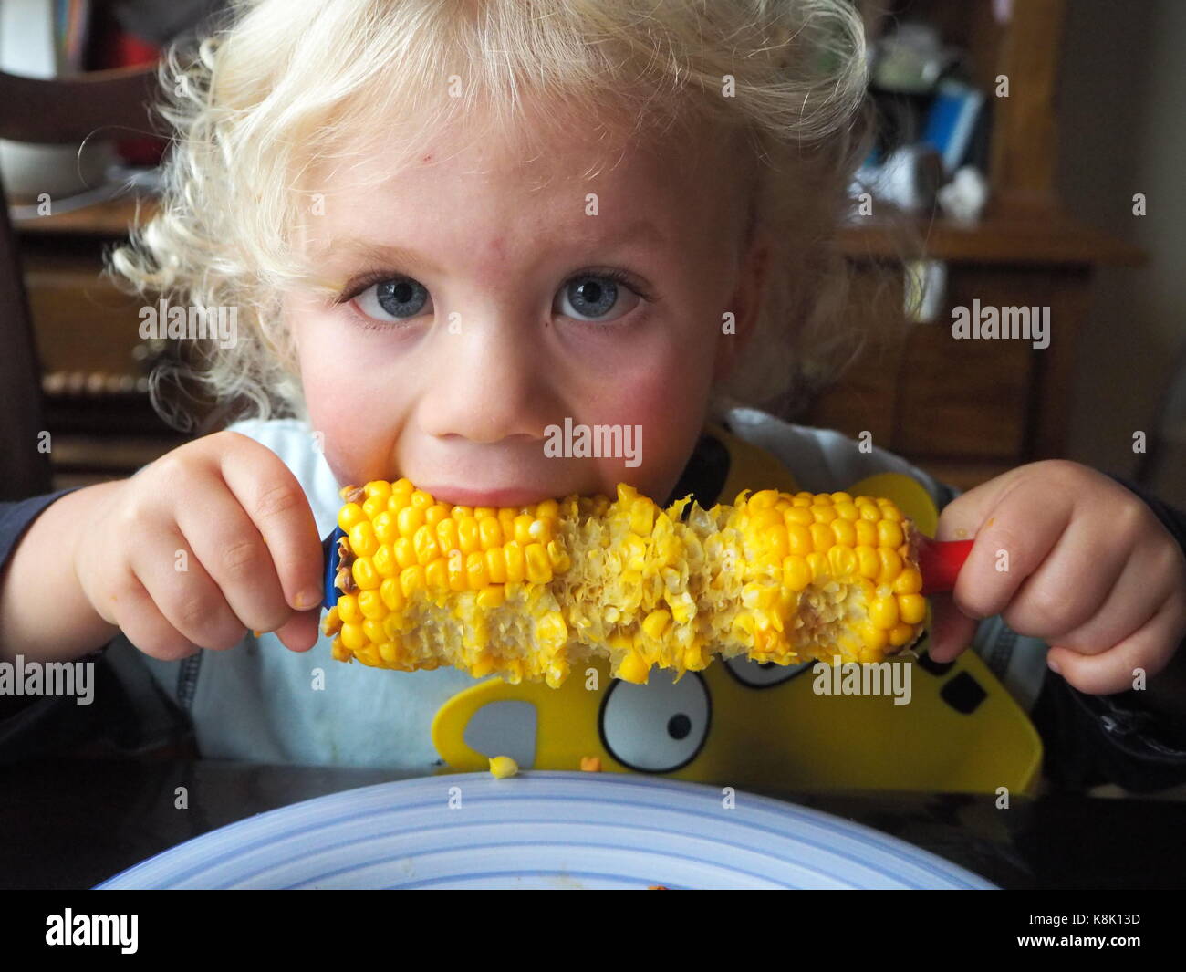 Hungry toddler enjoying his corn on the cob. Two and a half year old