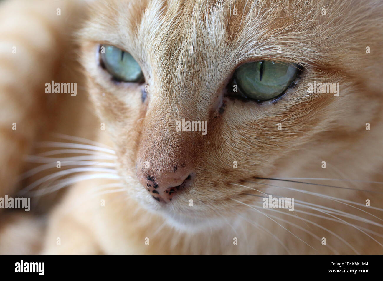 Close-up on a cat's face. thailand. Stock Photo