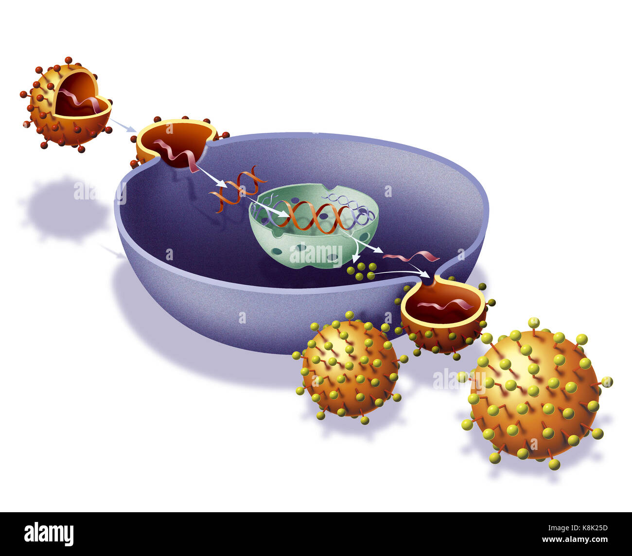 AIDS VIRUS INFECTION, DRAWING Stock Photo