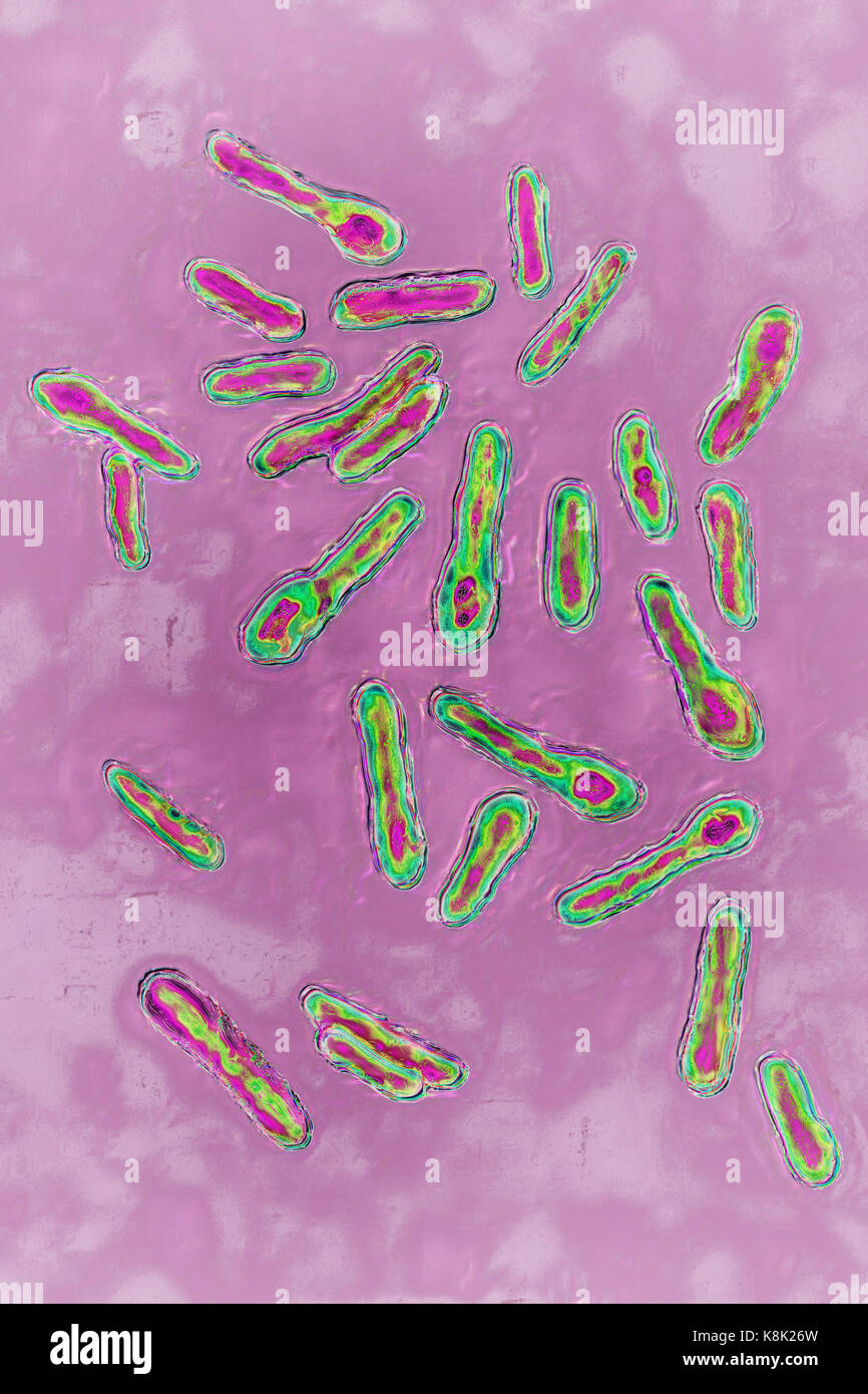 CLOSTRIDIUM BOTULINUM Stock Photo