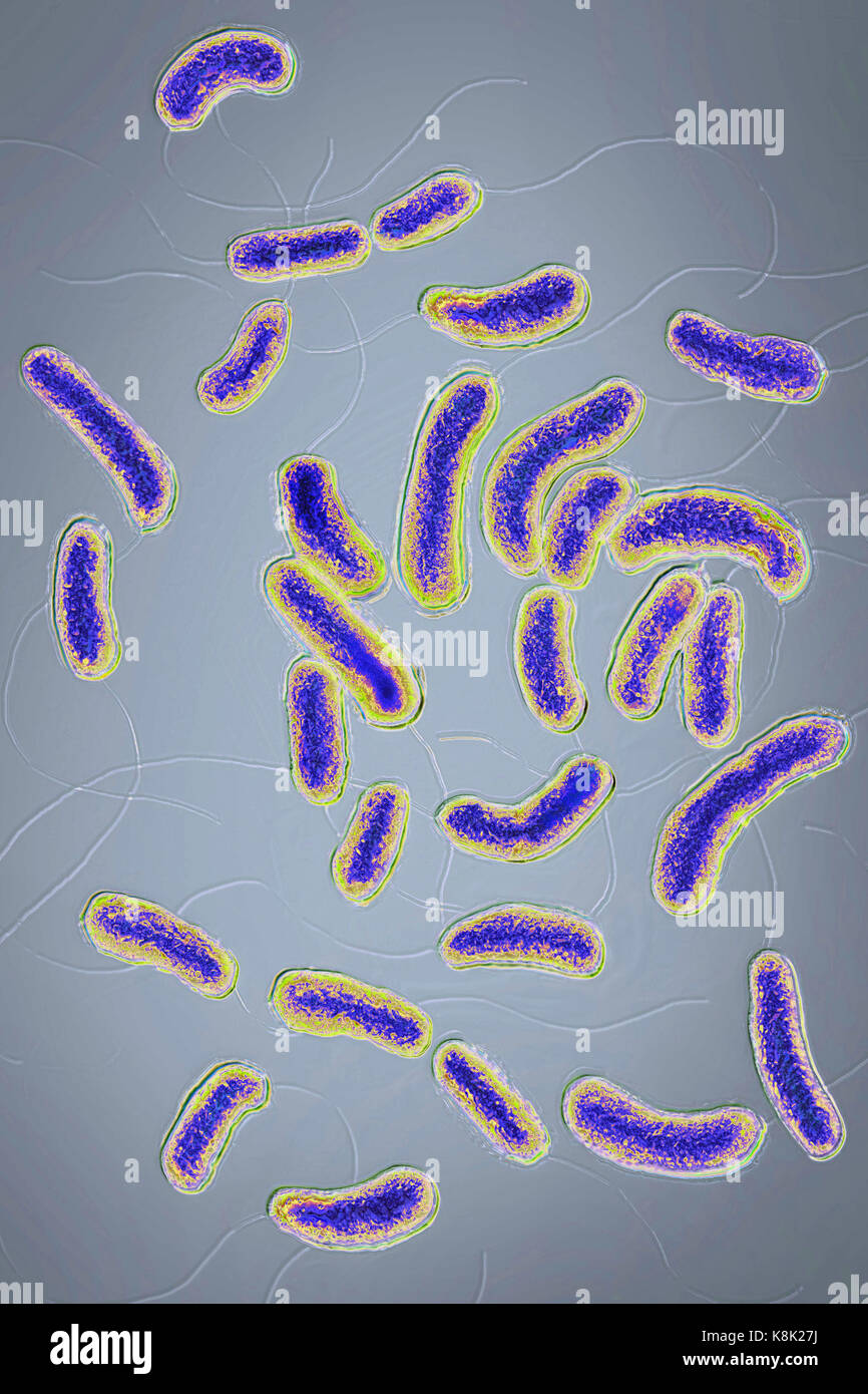 Cholera bacillus hires stock photography and images Alamy