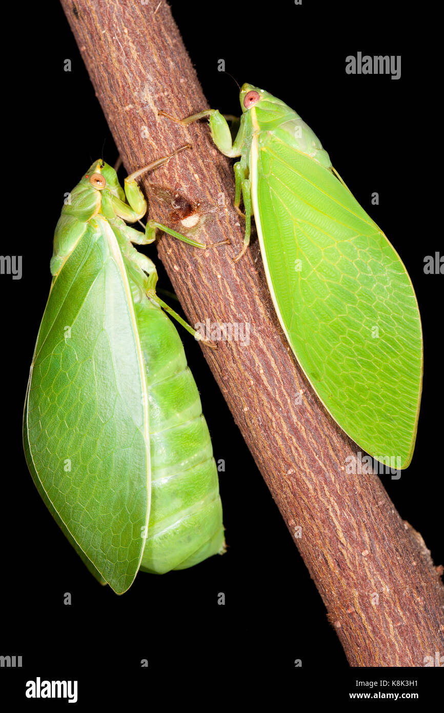 Bladder Cicada (Cystosoma saundersii). Male (right) and female (left) on branch together. Hopkins Creek. New South Wales. Australia. Stock Photo