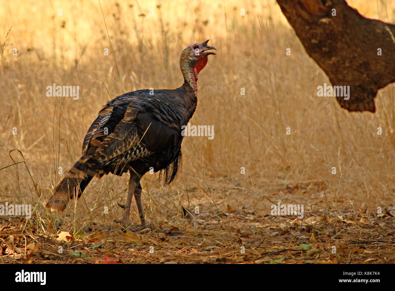 A Wild Turkey tom calling in an oak woodland Stock Photo Alamy