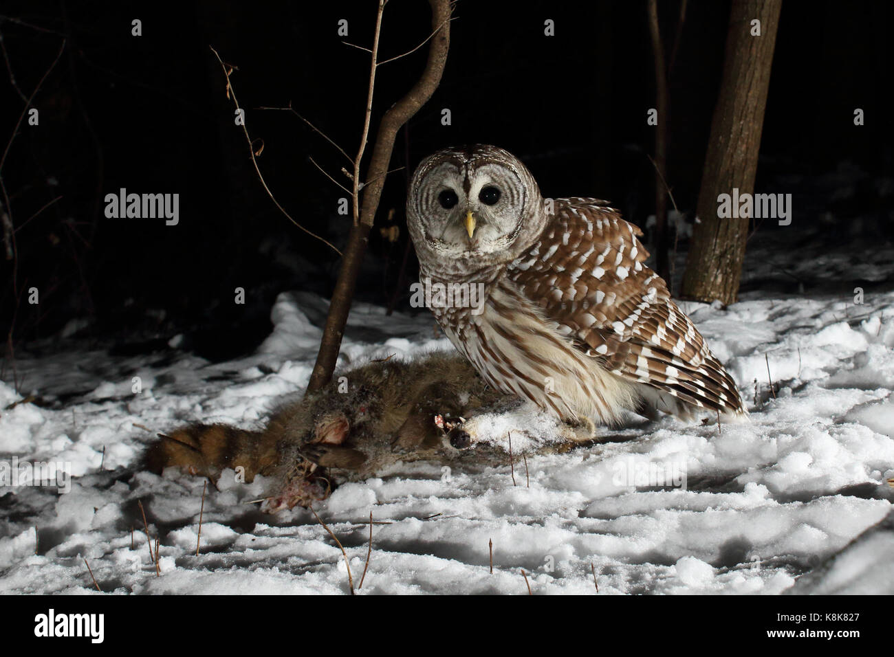 A Barred Owl looking up while scavenging on a dead raccoon Stock Photo