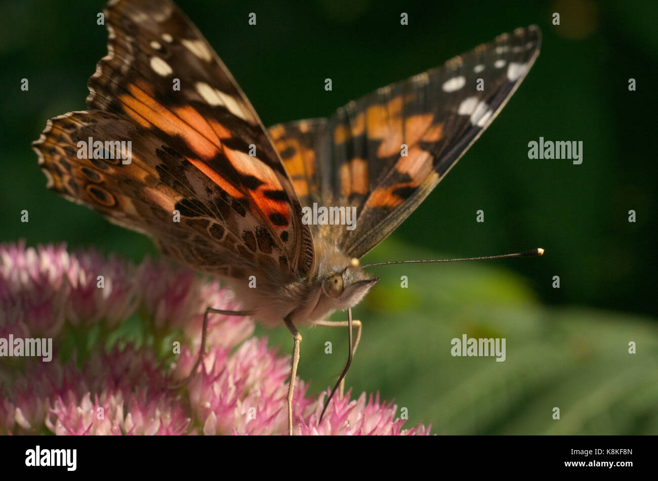 American Painted Beauty Butterfly Nectaring Sedum Flowers Stock Photo ...