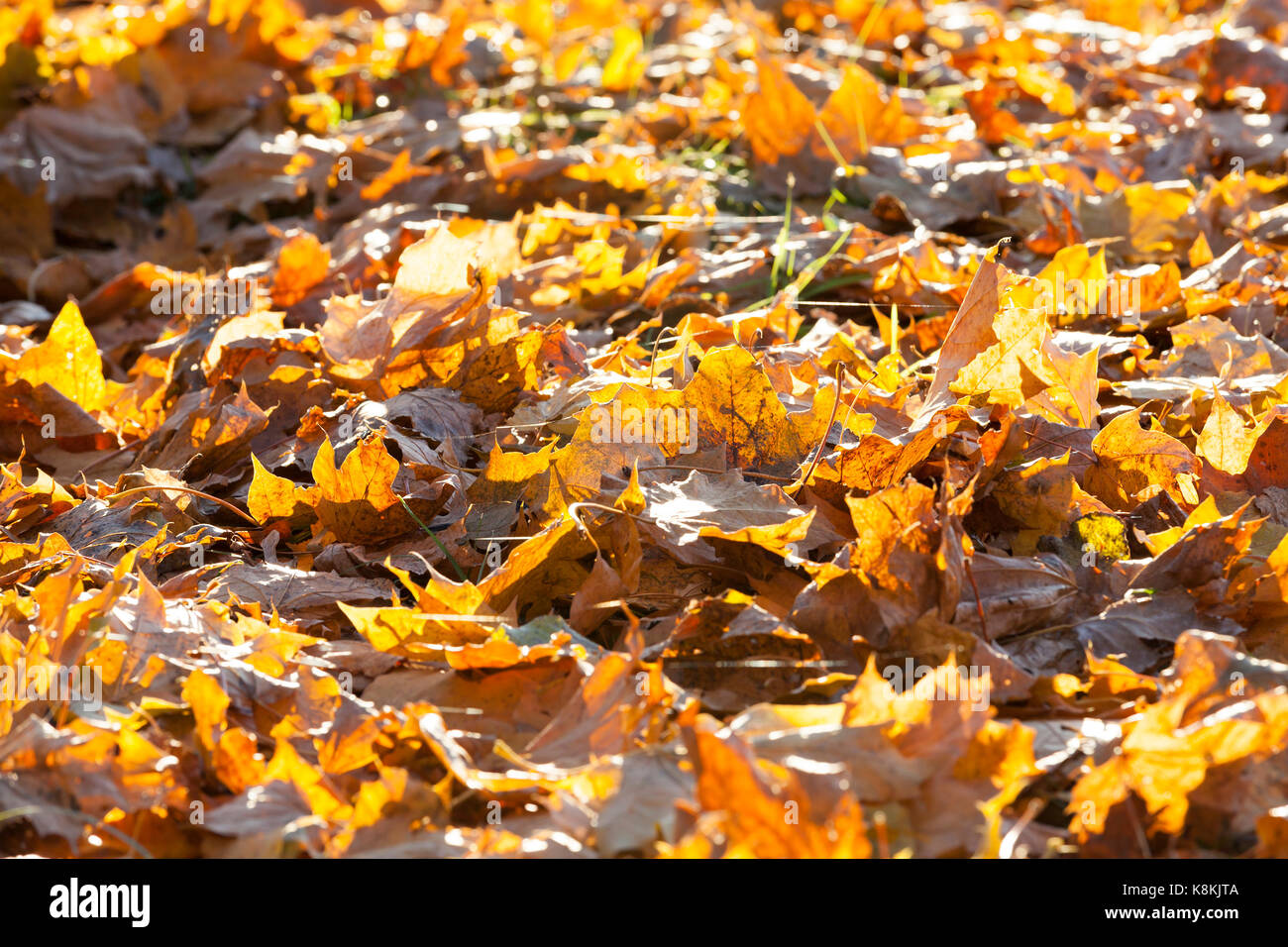 yellow dry maple leaves fallen on the ground. Close-up Stock Photo - Alamy