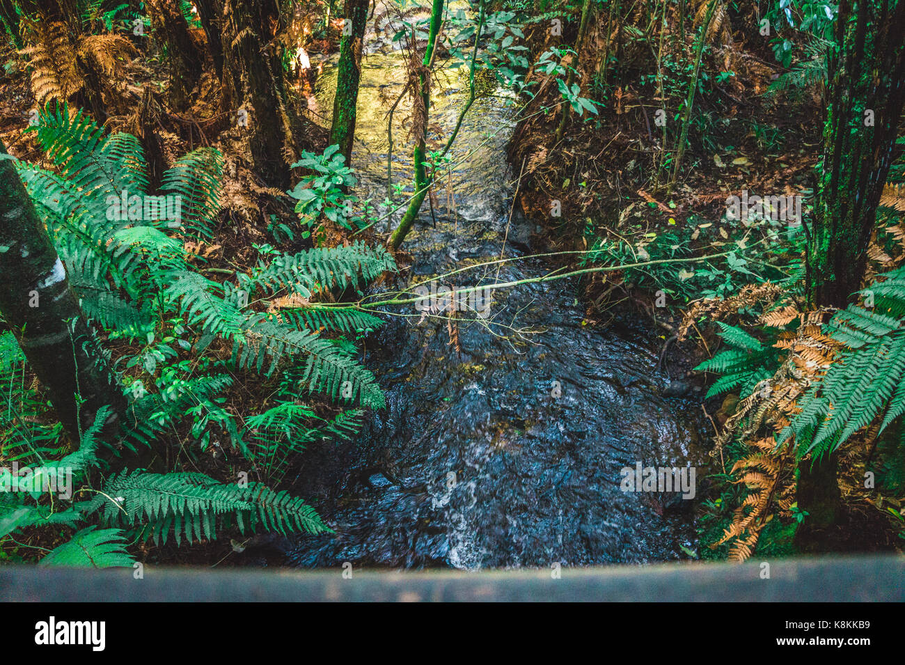Bridal Veil bush walk, Raglan, New Zealand Stock Photo Alamy