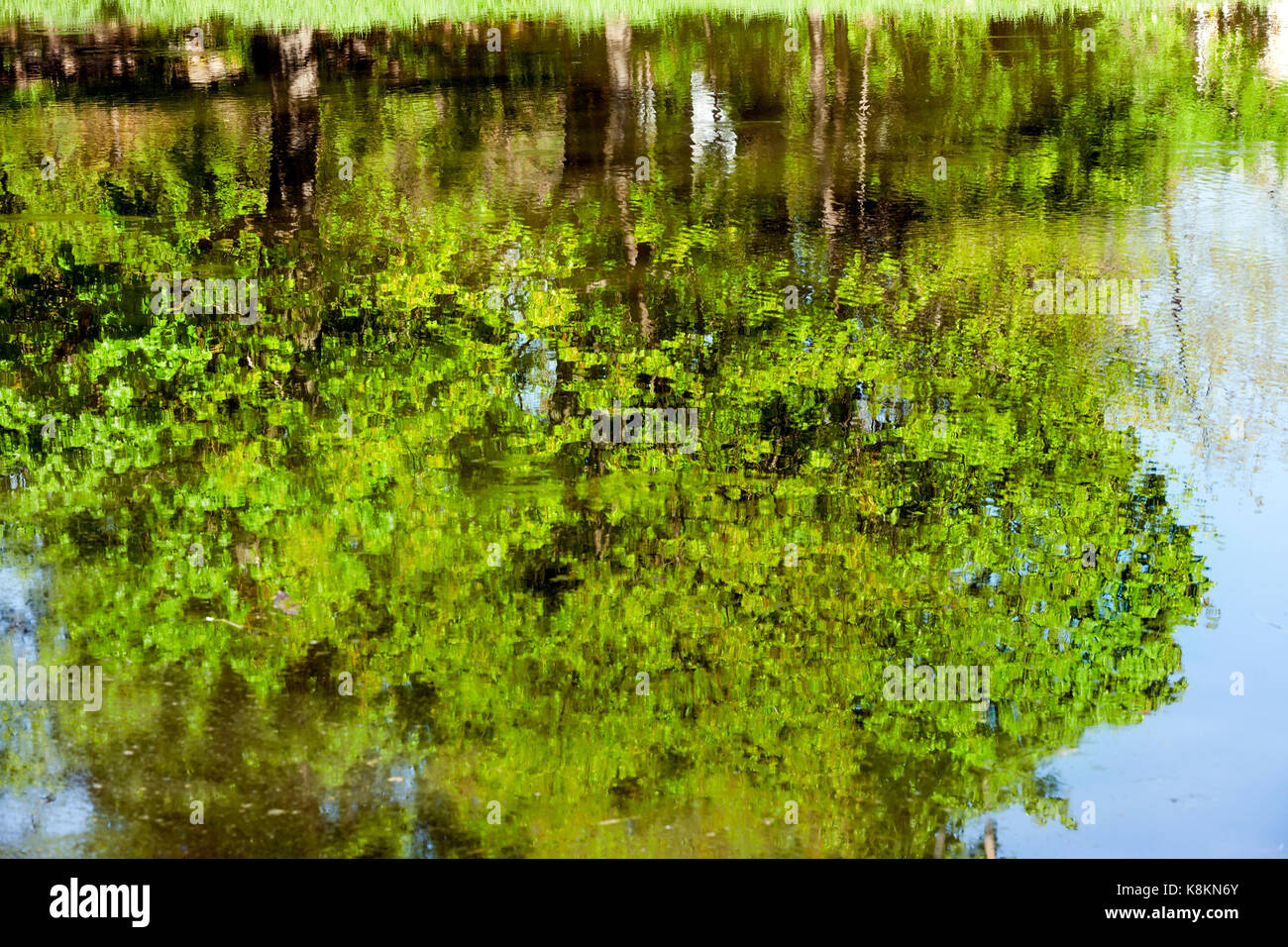 Green maple leaves reflected in lake water. Photo close-up of the water surface in the spring of the year. Stock Photo