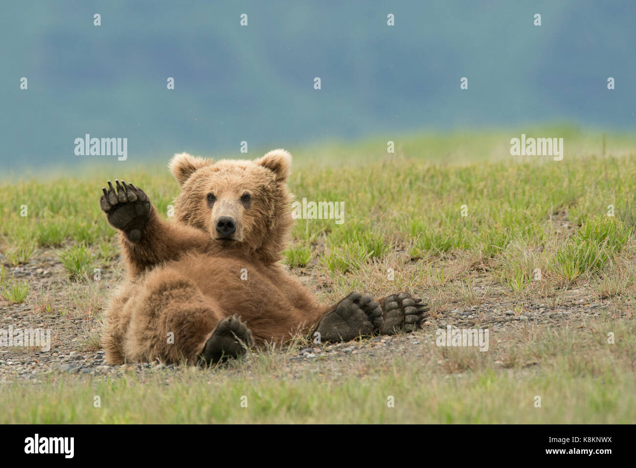 Brown bear sub-adult waving Stock Photo