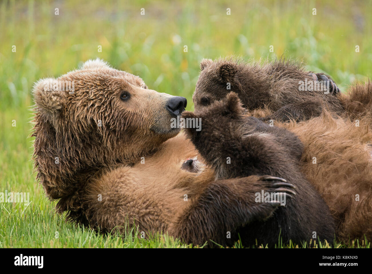 Brown bear so nursing twins close up Stock Photo
