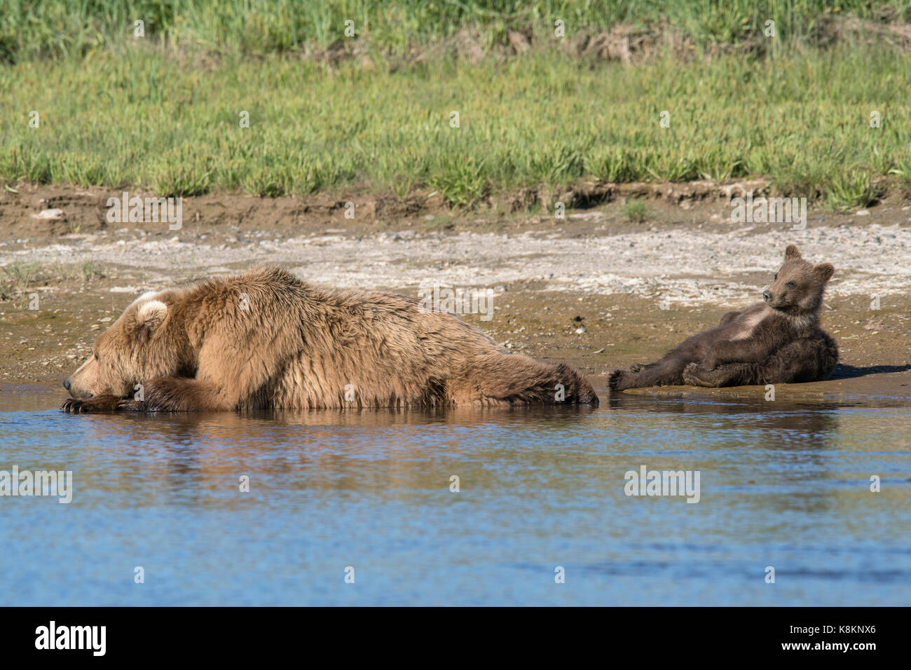 Brown bear cubs laying with sow on water's edge relaxing and trying to cool off.  One sibling is laying on top of the other.  Mom is resting. Stock Photo