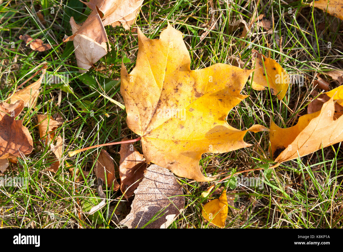 yellowed and The fallen maple leaves on the ground in the autumn season ...