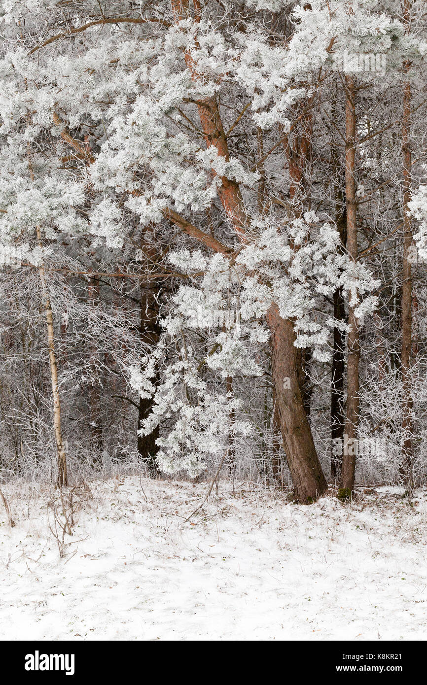 dark needles of pine covered with frost in the winter season. Photo ...