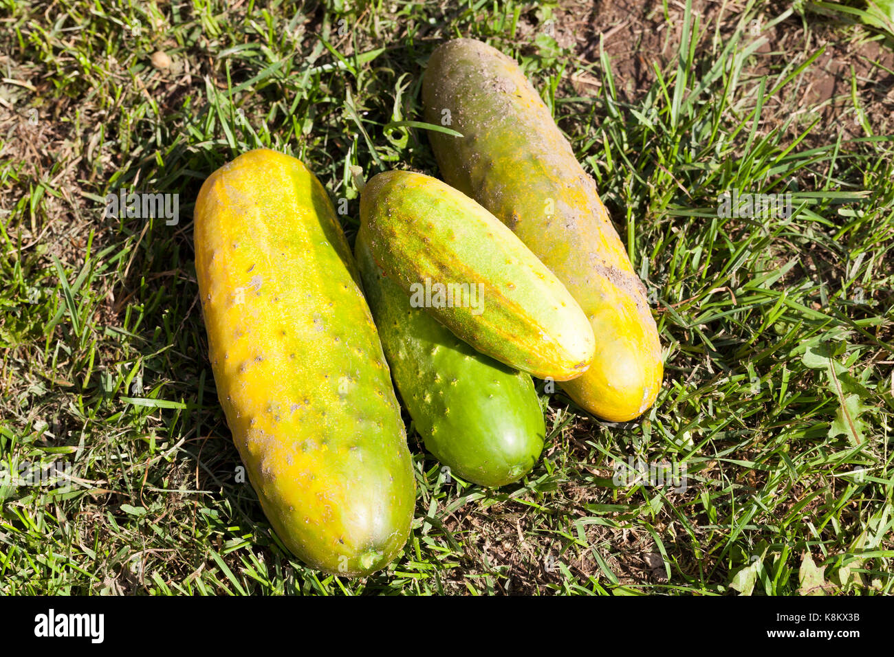 photographed large green cucumbers to obtain seeds. Photo with a