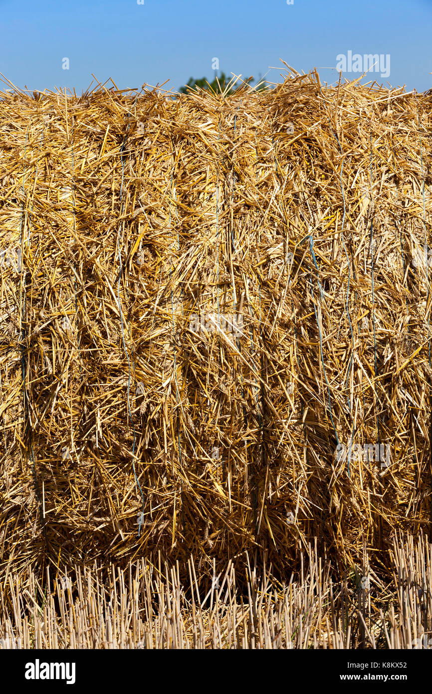 Stack with a straw straw-linked blue string in a haystack. Harvesting rye in the summer. The straw is illuminated by the light of the sun. Photo close Stock Photo