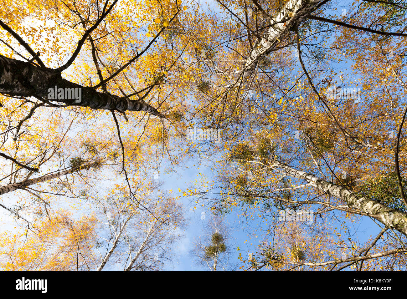 yellowed birch foliage in autumn. Autumn season, photographed treetops ...
