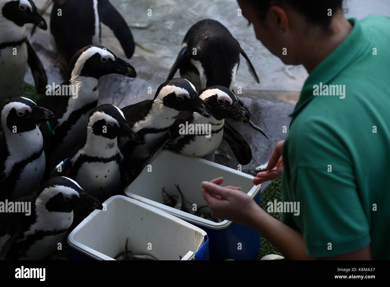 Madrid, Spain. 19th Sep, 2017. African penguins queueing to eat at Madrid zoo. Credit: Jorge Sanz/Pacific Press/Alamy Live News Stock Photo