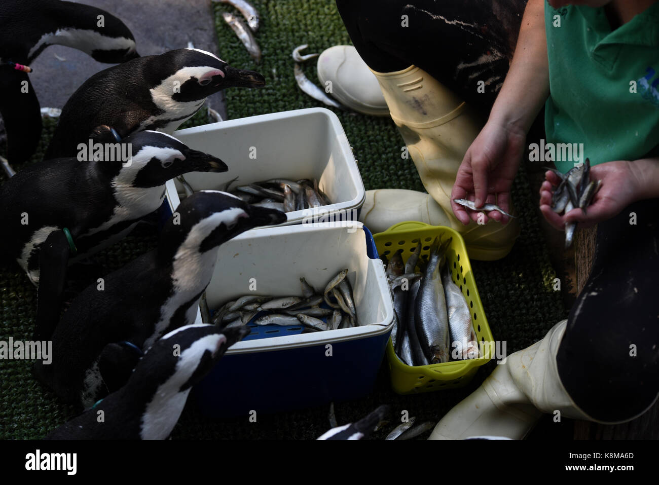 Madrid, Spain. 19th Sep, 2017. African penguins queueing to eat at Madrid zoo. Credit: Jorge Sanz/Pacific Press/Alamy Live News Stock Photo