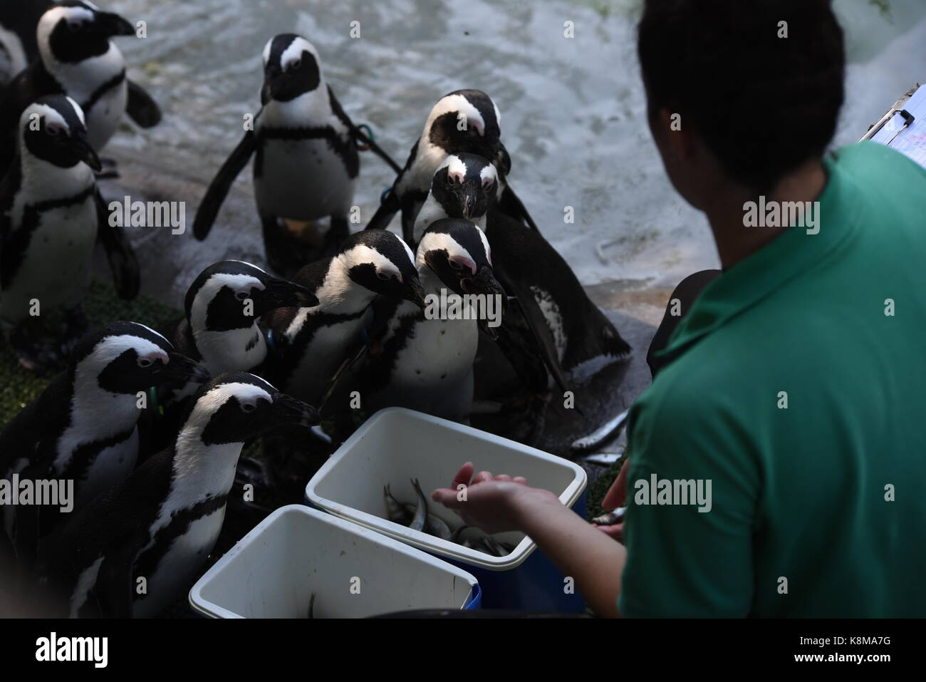 Madrid, Spain. 19th Sep, 2017. African penguins queueing to eat at Madrid zoo. Credit: Jorge Sanz/Pacific Press/Alamy Live News Stock Photo