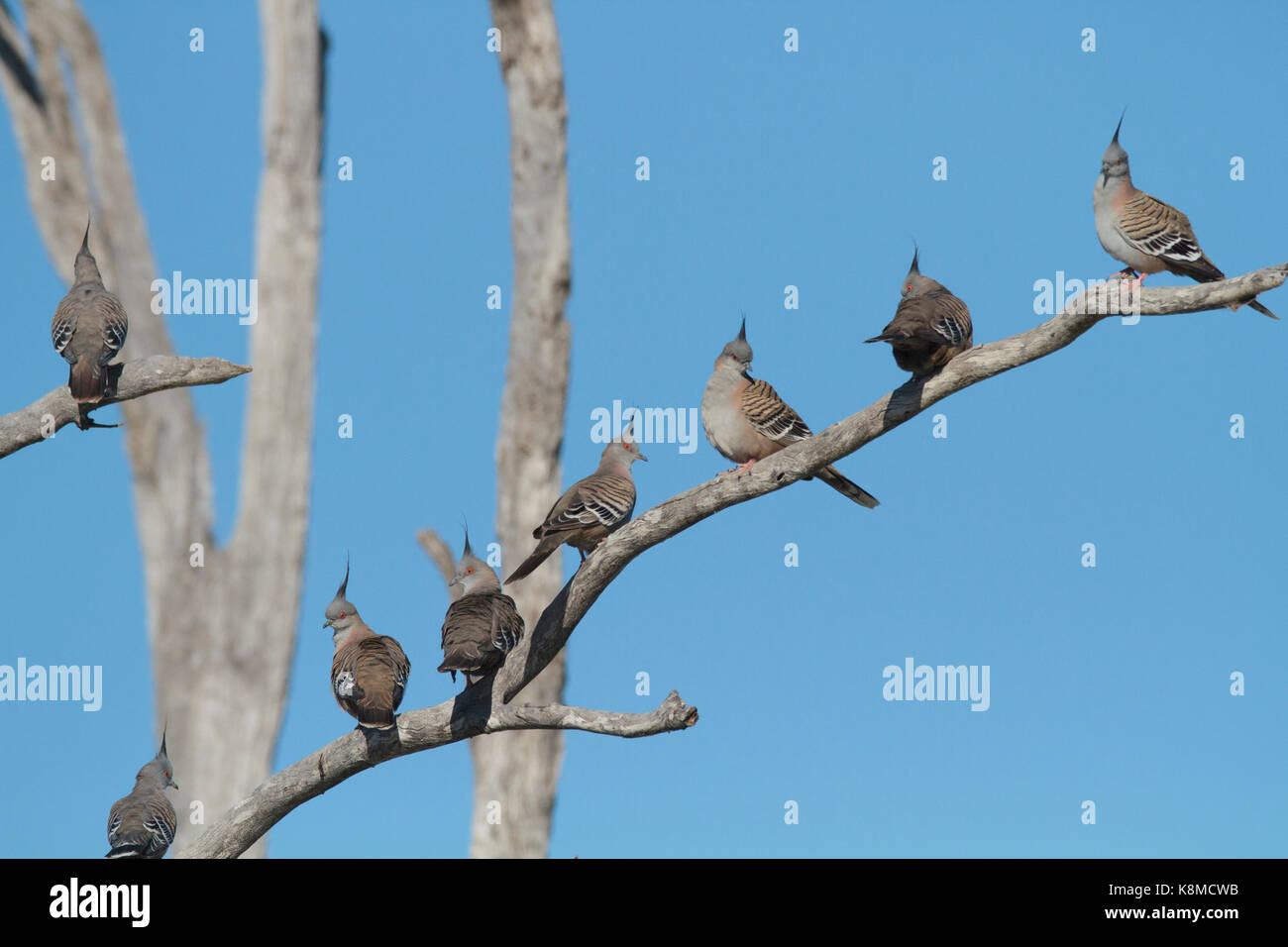 A flock of Crested Pigeons, Ocyphaps lophotes,  perched in a tree near an outback Wetlands in Western Queensland Stock Photo