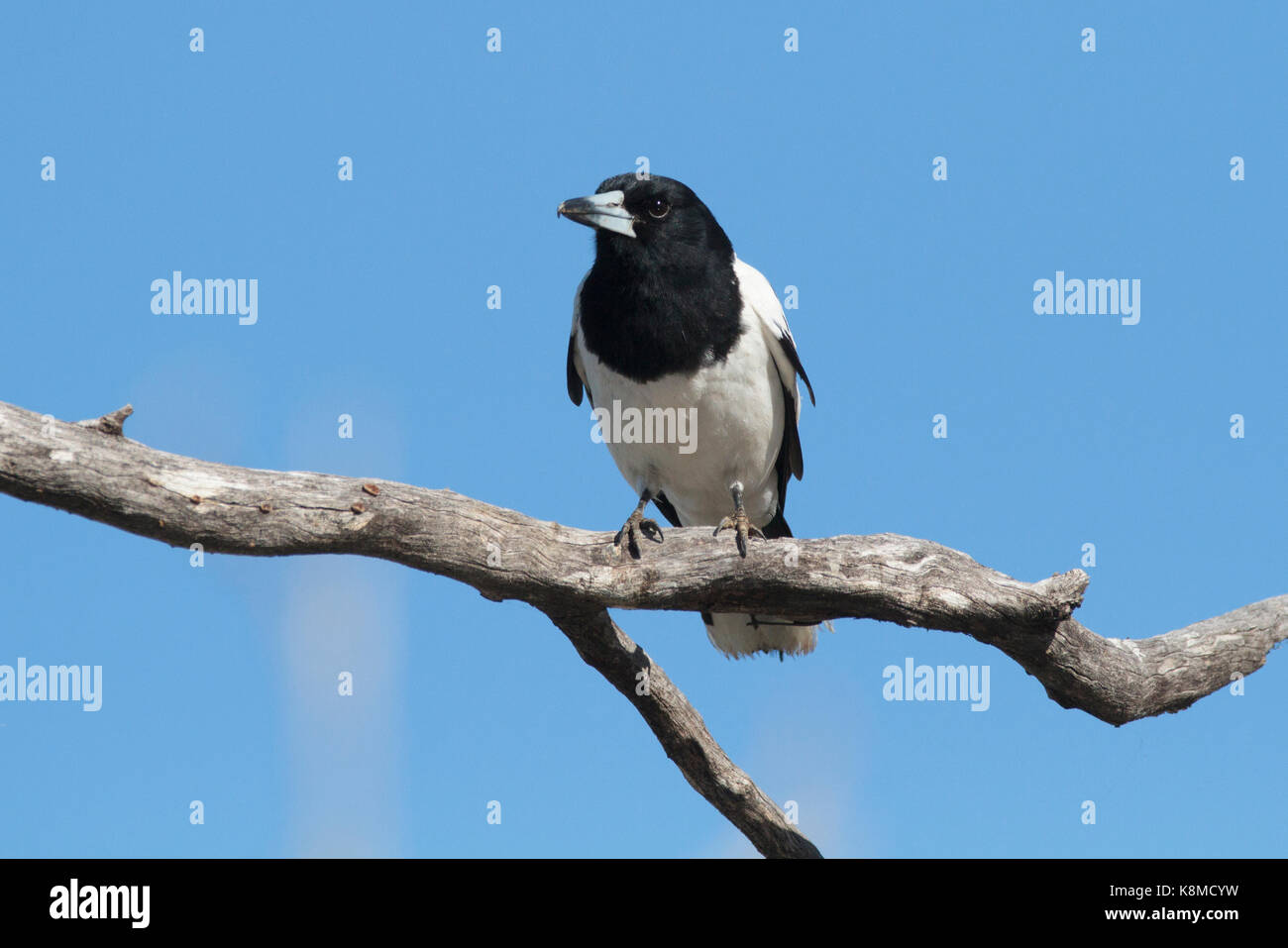 Pied Butcherbird, Cracticus nigrogularis perched on a branch with blue sky background in outback Western Queensland Stock Photo