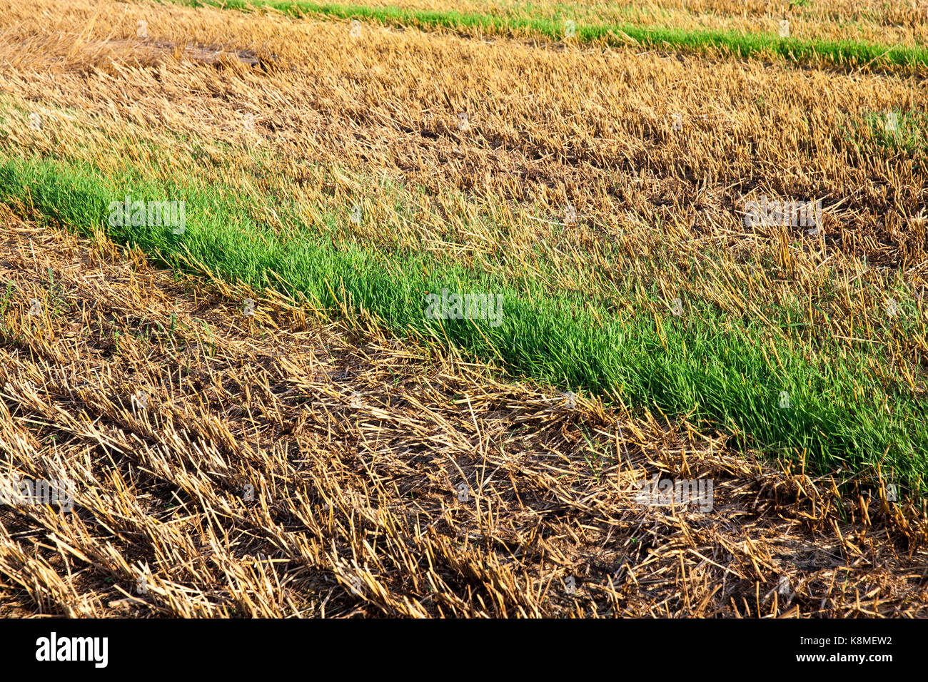 A poorly harvested crop of wheat, grain from the harvester fallen on ...