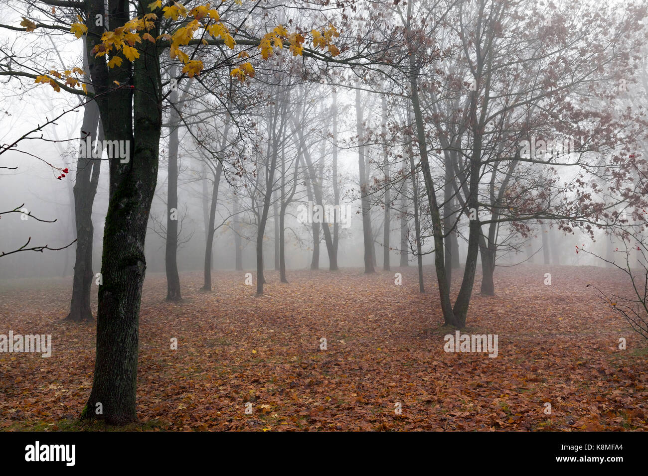 trees growing in the forest and photographed in the autumn season ...