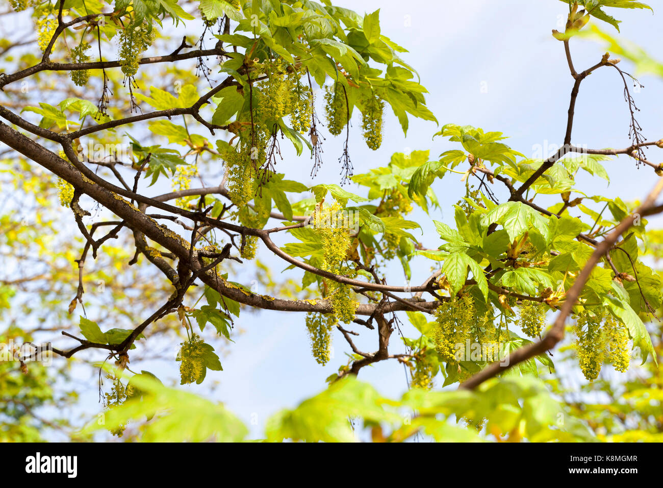 Flowering green trees in spring. Photo close up Stock Photo - Alamy