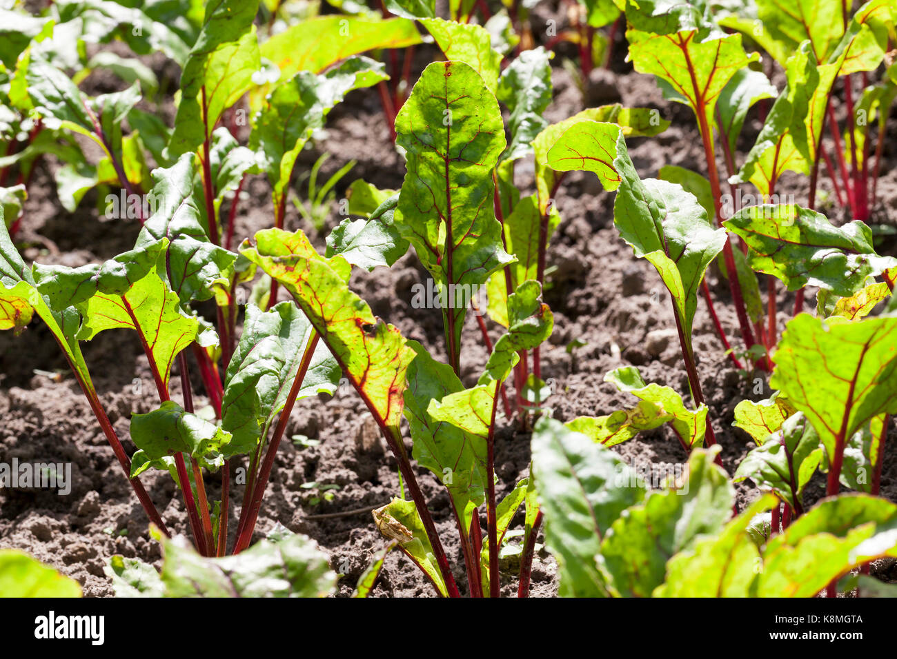 A beet of red beet growing on an agricultural field in the spring. Photo close-up of a field with several beetles Stock Photo