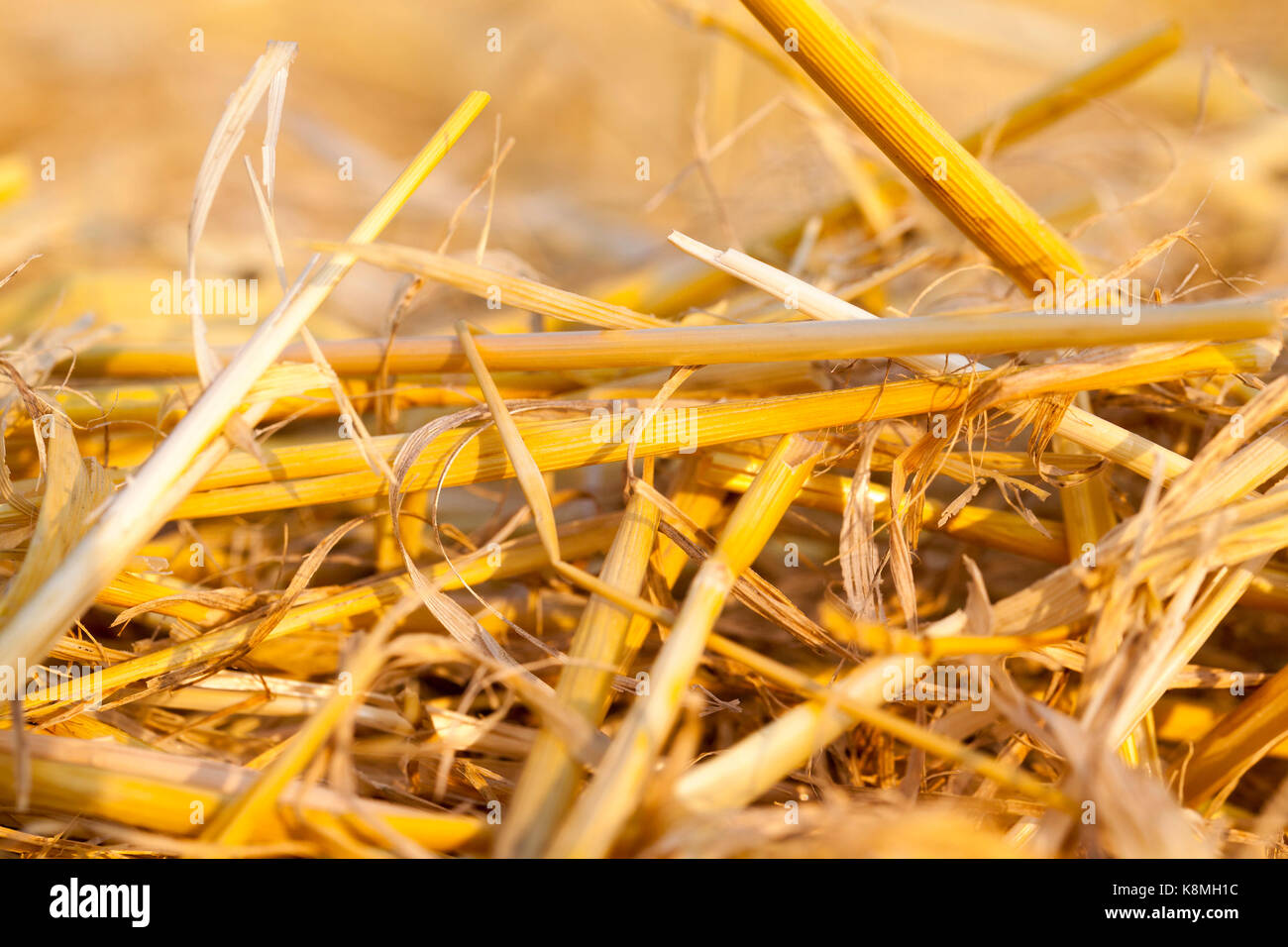 Fall Rye Straw sharply photographed close-up of straw from harvested rye of cereals ...