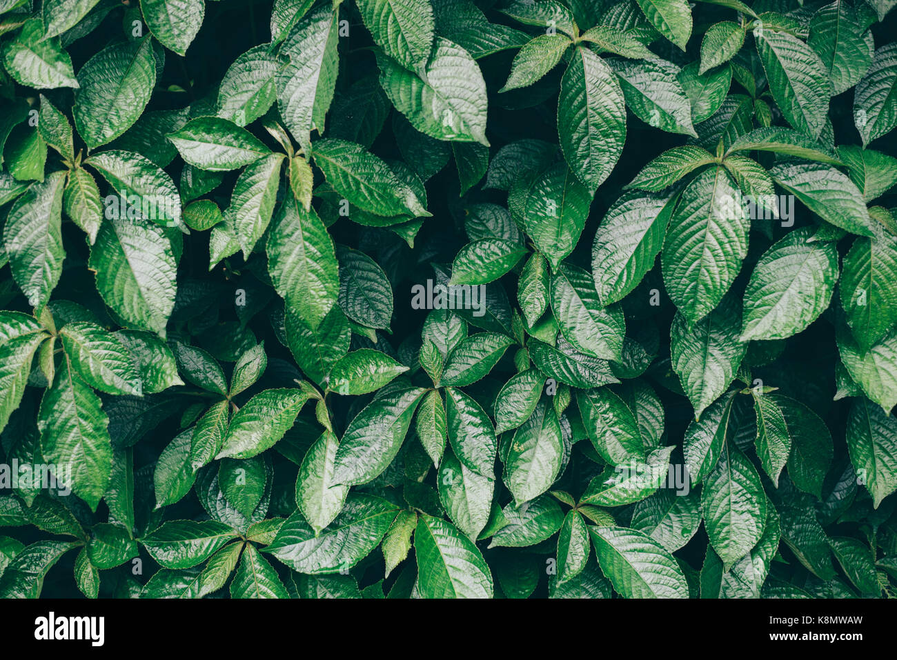 photo of green leaves.leaves background.wallpaper.background design.copy space Stock Photo