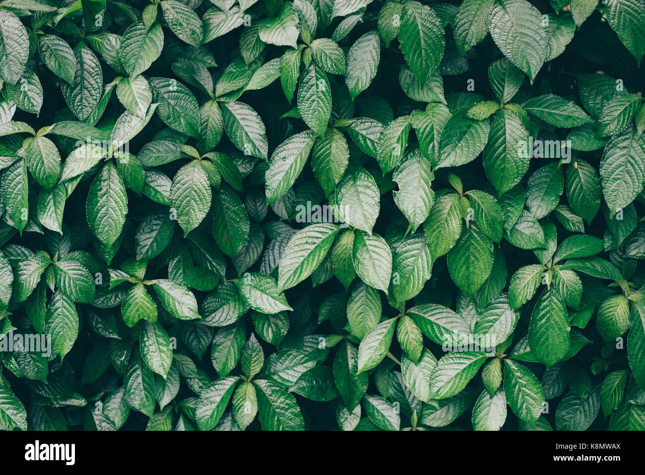 photo of green     space Stock Photo - Alamy
