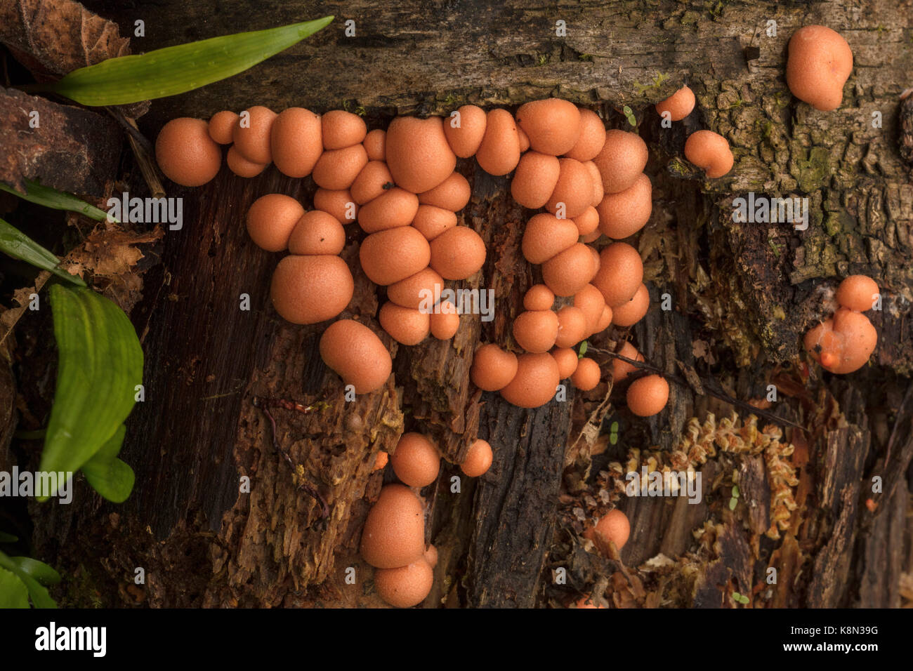 Wolf's milk or Groening's slime, Lycogala epidendrum, a plasmodial slime mould, on dead wood, Devon. Stock Photo