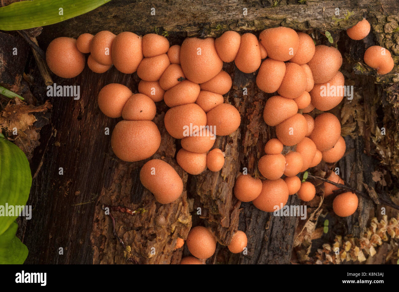 Wolf's milk or Groening's slime, Lycogala epidendrum, a plasmodial slime mould, on dead wood, Devon. Stock Photo