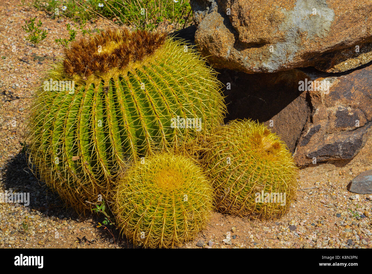 Desert cactus landscape in Arizona Stock Photo - Alamy