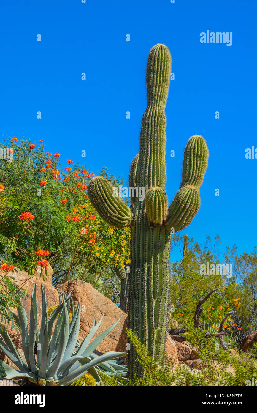 Desert cactus landscape in Arizona Stock Photo - Alamy
