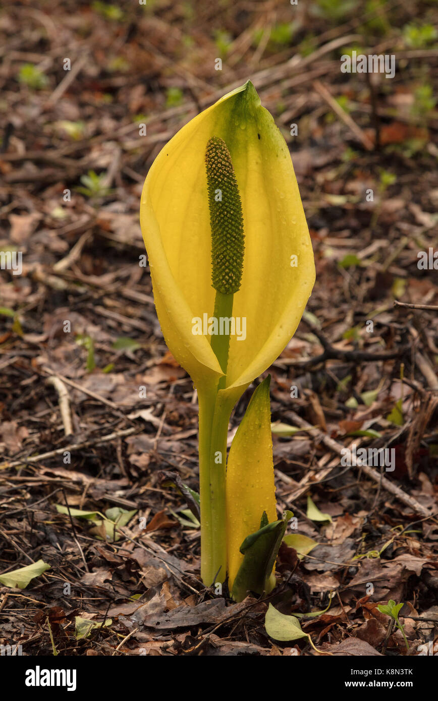 Yellow skunk cabbage, Lysichiton americanus, in wet woodland, Devon
