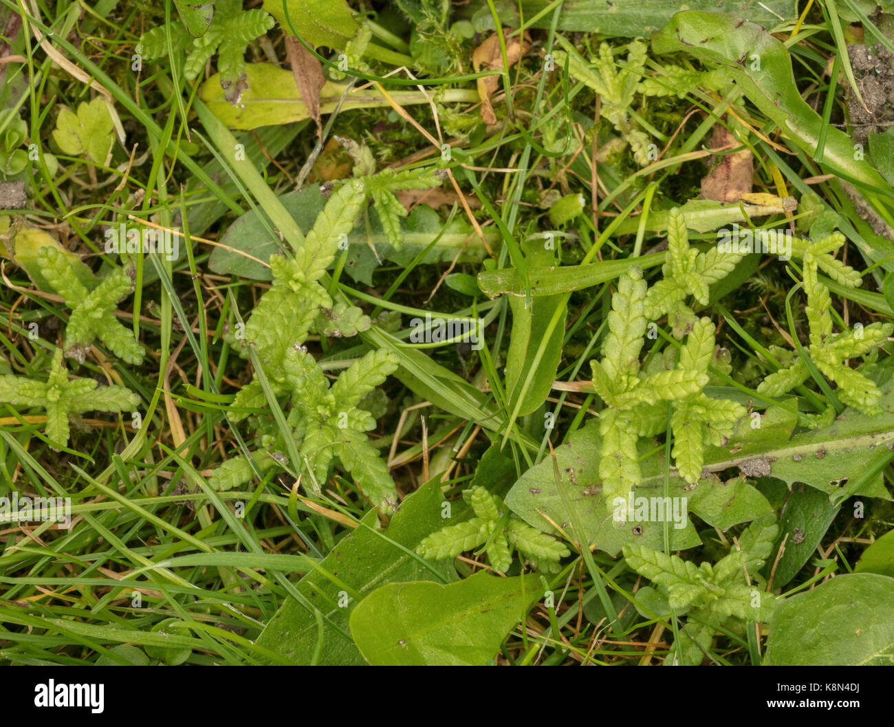 Seedlings of Yellow rattle, Rhinanthus minor in old grassland, Dorset