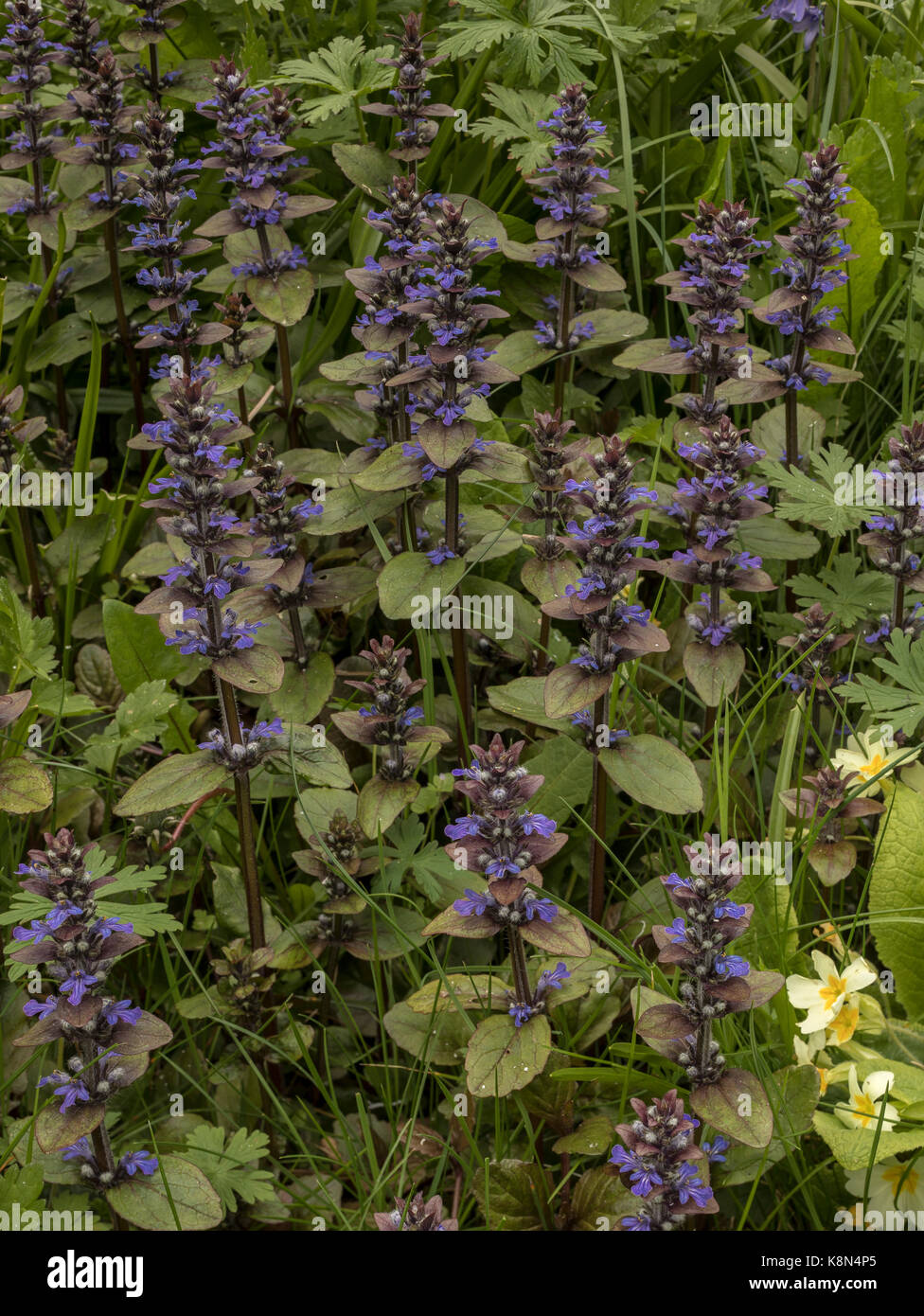 Common bugle, Ajuga reptans, in flower in spring, in pasture; Dorset