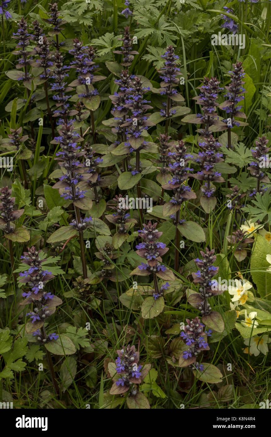 Common bugle, Ajuga reptans, in flower in spring, in pasture; Dorset