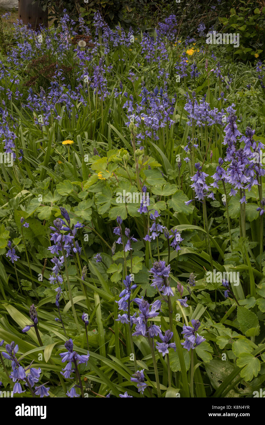 Hybrid Spanish bluebells, Hyacinthoides × massartiana, in widlife garden in spring. Dorset. Stock Photo