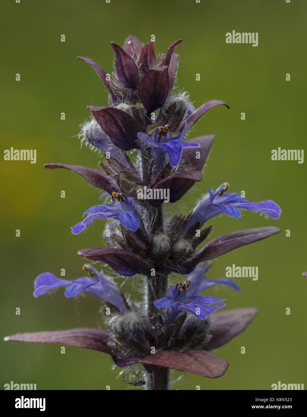 Common bugle, Ajuga reptans, in flower in spring, in pasture; Dorset