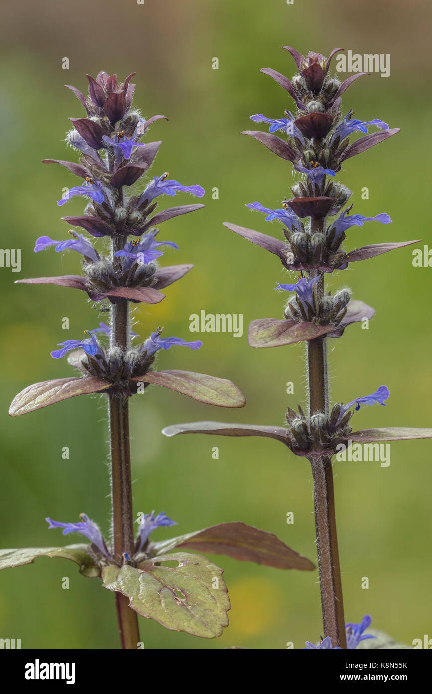 Common bugle, Ajuga reptans, in flower in spring, in pasture; Dorset