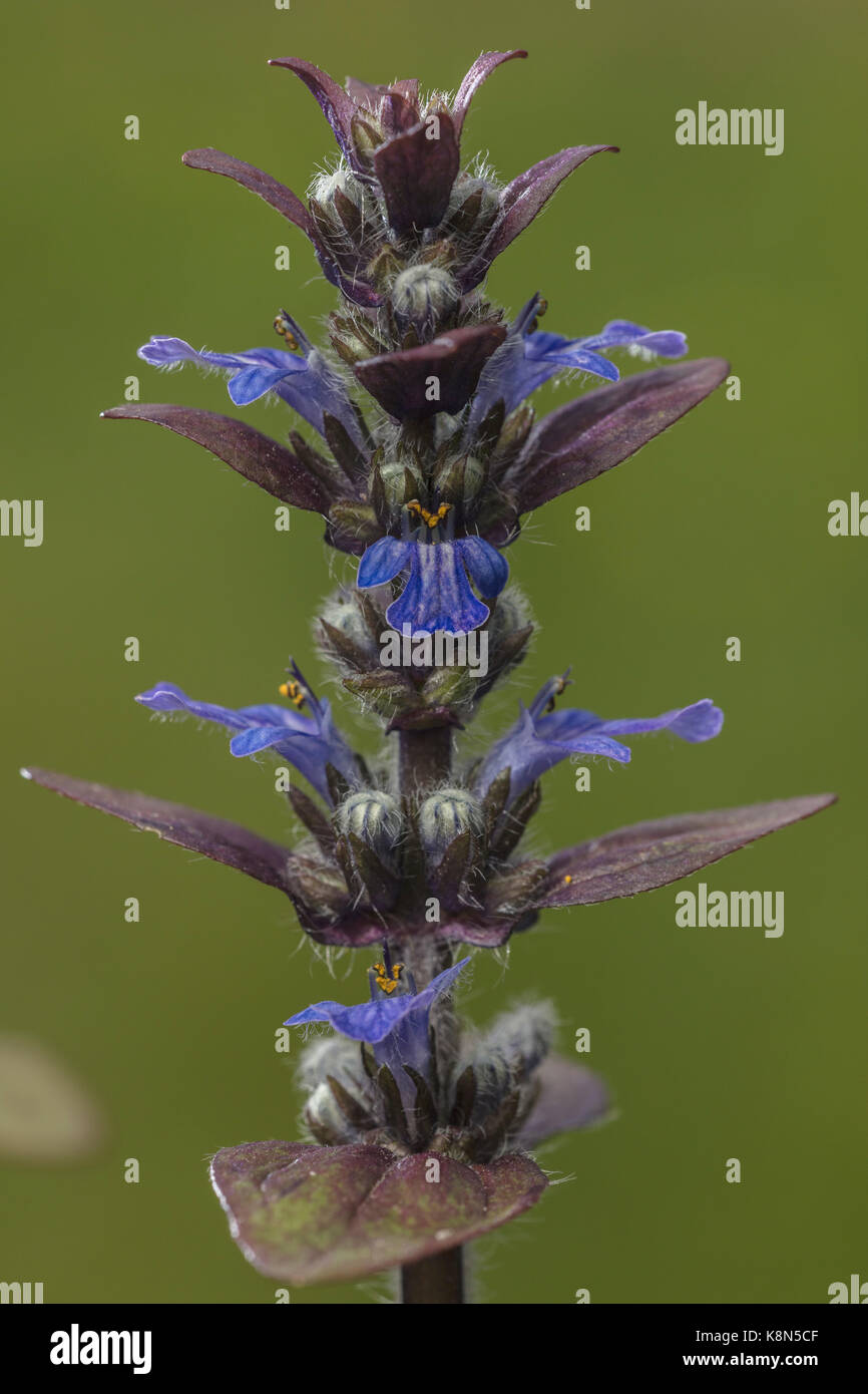 Common bugle, Ajuga reptans, in flower in spring, in pasture; Dorset