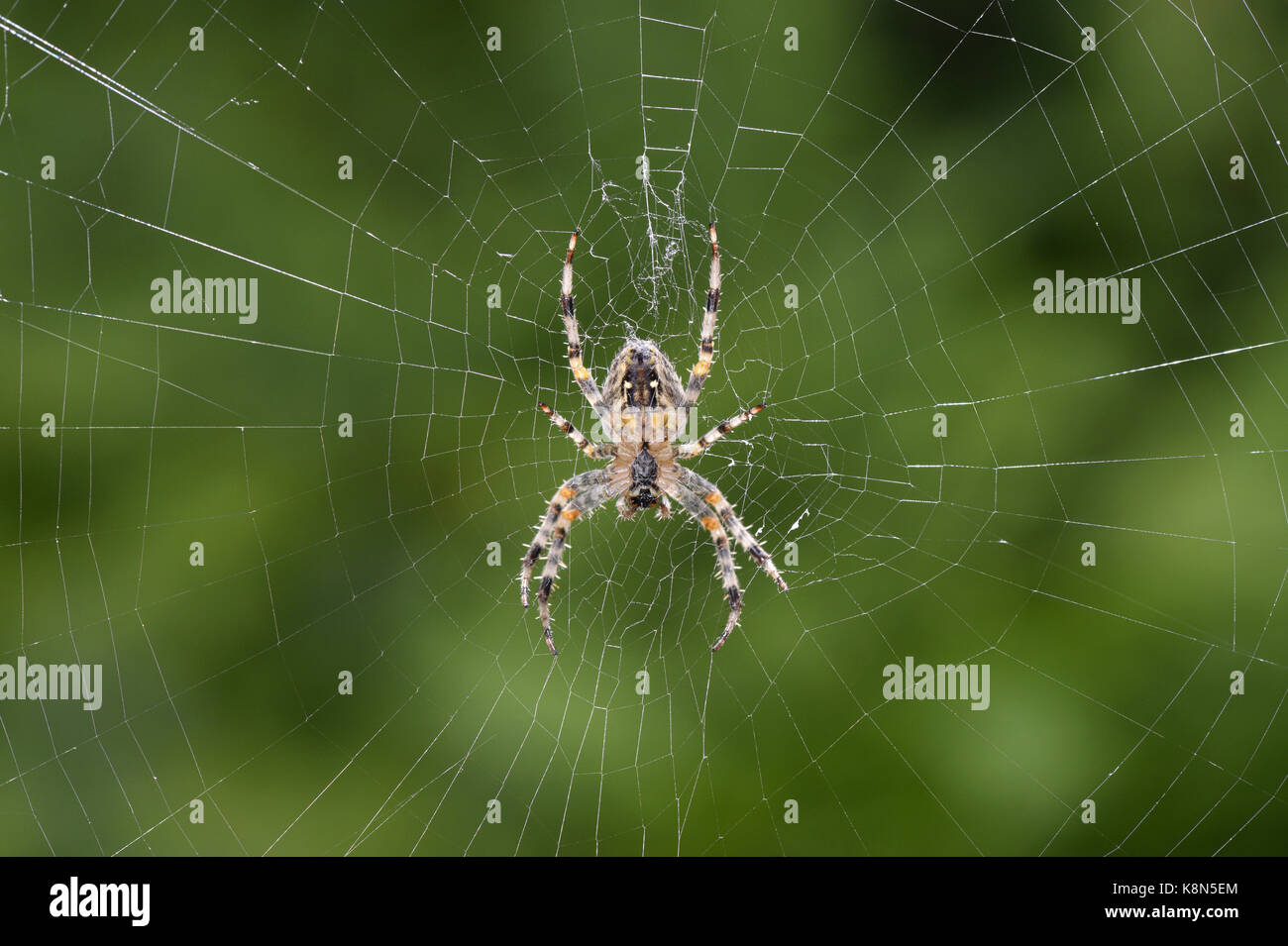 Garden Spider - Araneus diadematus in web Stock Photo