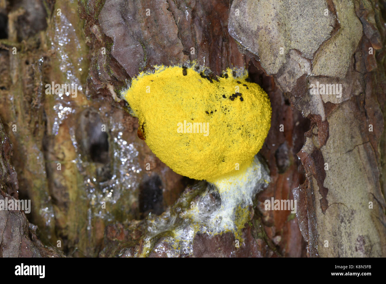 Sulphur Slime Mould - Fuligo septa Myxomycete aka scrambled egg slime Stock Photo