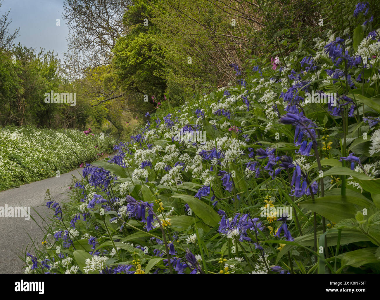 Beautiful flowery roadside verge in spring, with bluebells, wild garlic etc. near Powerstock, Dorset Stock Photo