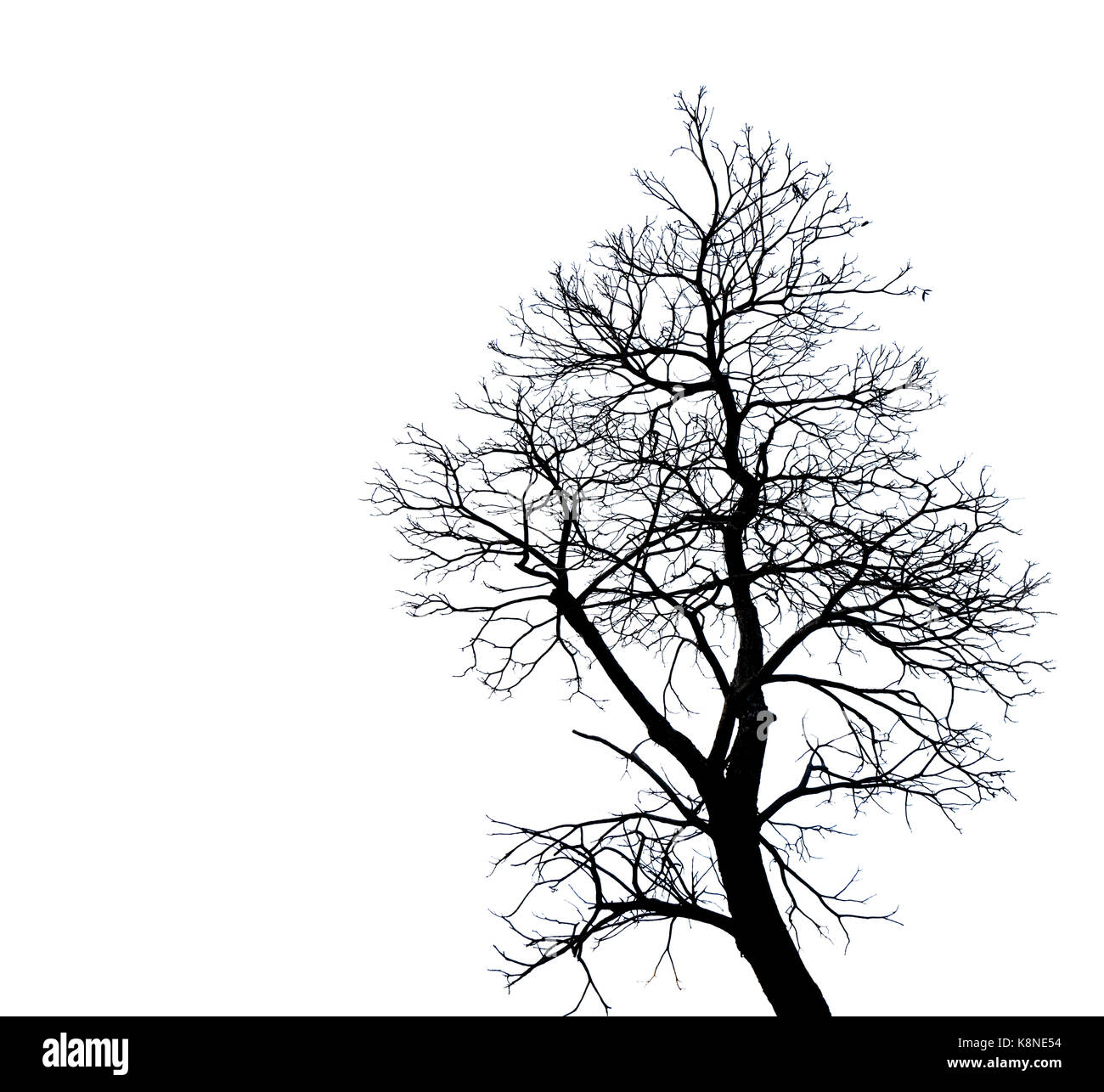 Silhouette tree scary alamy dead isolated background resolution
